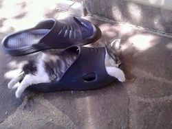 Potret Lucu Bukti Kucing Hewan Paling Lentur