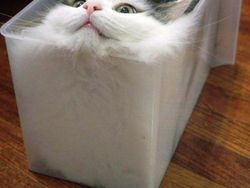 Potret Lucu Bukti Kucing Hewan Paling Lentur