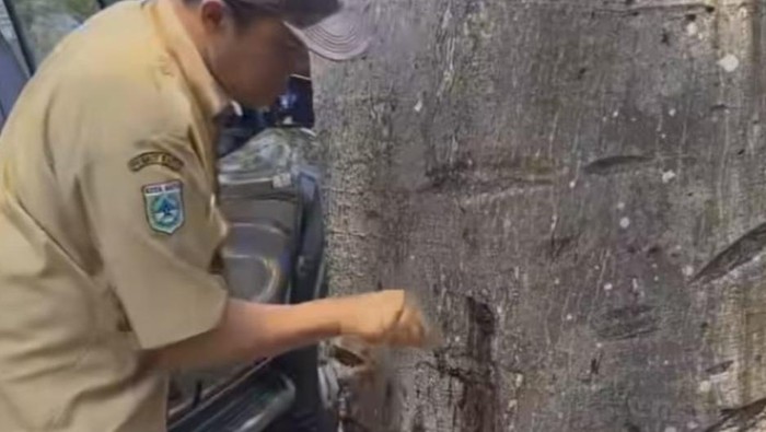 Petugas di Kota Batu memeriksa pohon yang mati separuh diduga diracuni.