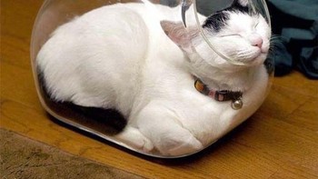 Bagaimana cara si kucing masuk ya? (Foto: Brightside)