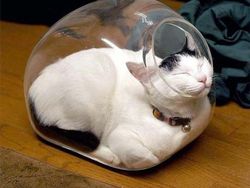 Potret Lucu Bukti Kucing Hewan Paling Lentur