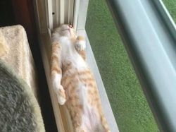 Potret Lucu Bukti Kucing Hewan Paling Lentur