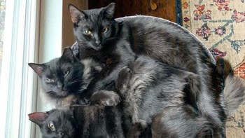 Muat untuk bertiga lho. (Foto: Brightside)