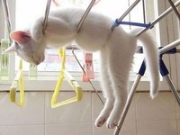 potret kucing lentur