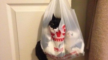 Sampai kantung plastik pun juga mereka nyaman untuk tidur. (Foto: Brightside)