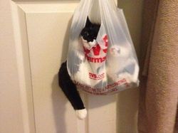 Potret Lucu Bukti Kucing Hewan Paling Lentur