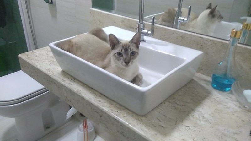 potret kucing lentur