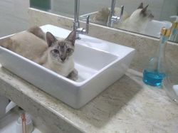 Potret Lucu Bukti Kucing Hewan Paling Lentur