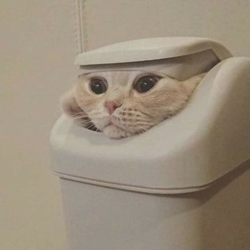 potret kucing lentur