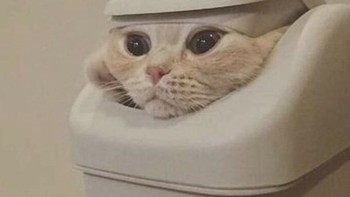 Hingga tempat sampah pun mereka bisa masuk. (Foto: Brightside)