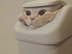 Potret Lucu Bukti Kucing Hewan Paling Lentur