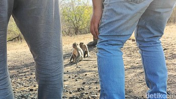 Kita bisa mengabadikan salah satu penghuni Baluran yang sering wara-wiri di jalanan, si monyet lucu. Foto: Adi Fida Rahman/detikINET