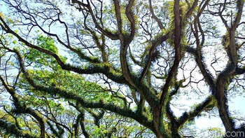 Atau kamu bisa berjalan kaki sembari bisa mengabadikan keindahan Djawatan. Foto: Adi Fida Rahman/detikINET