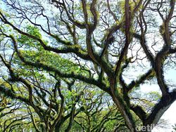 Memotret Spot Instagramable Banyuwangi Pakai Realme 11 Pro Plus