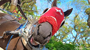 Jangan lupa mengadikan kuda-kuda dokar ya... Foto: Adi Fida Rahman/detikINET
