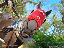 Memotret Spot Instagramable Banyuwangi Pakai Realme 11 Pro Plus