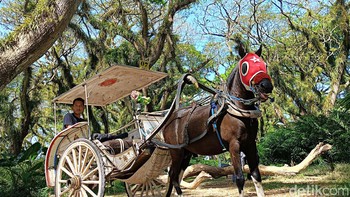 Di Djawatan terdapat sewa dokar yang membawa kelilng hutan. Foto: Adi Fida Rahman/detikINET