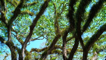 Lokasi: Djawatan. Foto: Adi Fida Rahman/detikINET
