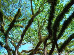 Memotret Spot Instagramable Banyuwangi Pakai Realme 11 Pro Plus