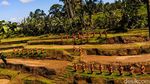 Taman Gandrung Terakota, Desa 1.000 Patung Penari di Banyuwangi