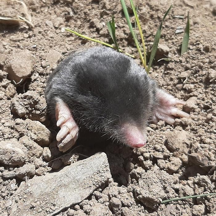 Tikus Tanah yang Diyakini Hidup Tersembunyi 3 Juta Tahun