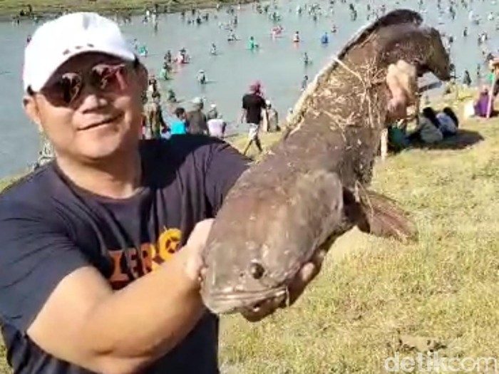 Warga di Kecamatan Padangan, Bojonegoro tumplek blek turun ke waduk Prangi. Mereka mengikuti tradisi Pemetan Ikan untuk memeriahkan HUT ke-78 RI.