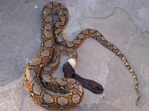 Lindungi Hewan Ternak, Begini Tips Jitu Usir Ular di Sekitar Rumah