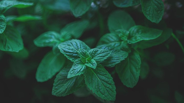 15 Manfaat Daun Mint Bagi Kesehatan yang Jarang Diketahui