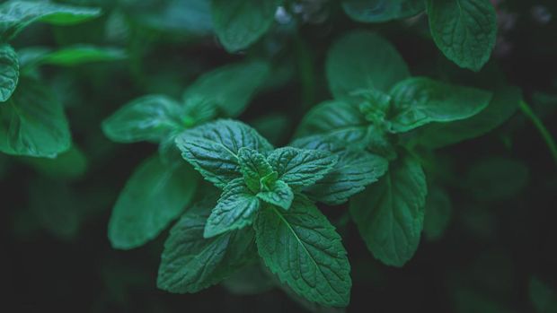 The Mint Backgrounds