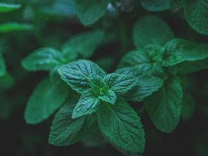 15 Manfaat Daun Mint Bagi Kesehatan yang Jarang Diketahui