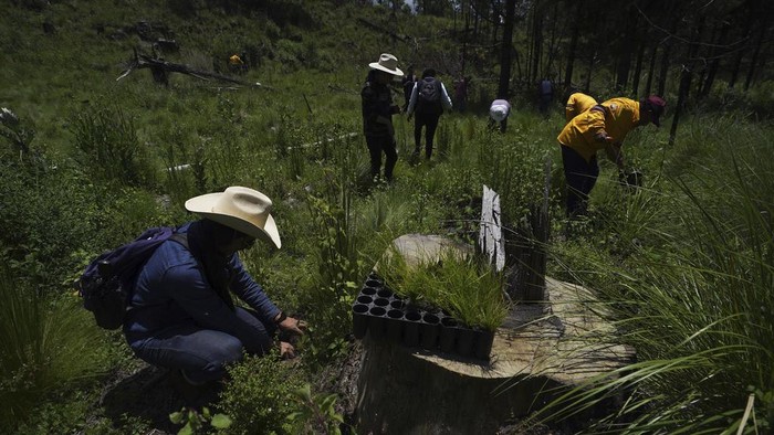 Aksi Warga Meksiko Pulihkan Hutan yang Gundul Locals plant seedlings under the protection of the Mexican National Guard, in an area that has been recently cut down, in Topilejo, Mexico City, Sunday, Aug. 13, 2023. Communities south of Mexicoβs capital are working to better protect the remaining forest from the rising threat of illegal logging and criminal organizations. (AP Photo/ Marco Ugarte)