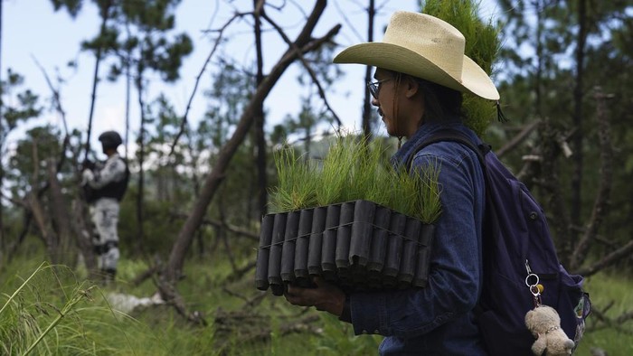 Aksi Warga Meksiko Pulihkan Hutan yang Gundul Locals plant seedlings under the protection of the Mexican National Guard, in an area that has been recently cut down, in Topilejo, Mexico City, Sunday, Aug. 13, 2023. Communities south of Mexicoβs capital are working to better protect the remaining forest from the rising threat of illegal logging and criminal organizations. (AP Photo/ Marco Ugarte)