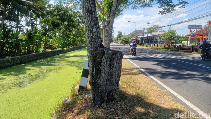 Aliran Sungai Winongo Kecil di Jalan Samas Km 19, Kalurahan Sidomulyo, Bambanglipuro, Bantul berubah warna menjadi hijau pekat, Senin (14/8/2023).