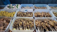 Satu lagi angkringan yang patut dikunjungi, namanya Angkringan Pak Kece. Lokasinya ada di Jalan Griya Loka Raya, Serpong, Tangerang Selatan. Pilihan sate di sini bisa digoreng maupun bakar dengan harga mulai dari Rp 3.000-an. Foto: Google Review/Instagram