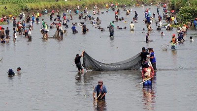Serunya Berburu Ikan Mabuk di Tulungagung