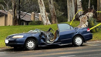 Saat pohon meninpa mobil yang diparkir. Foto: Boredpanda