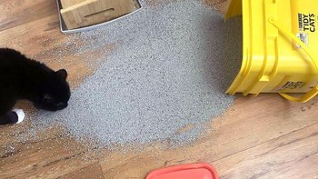 Saat majikan bikin brantakan rumah hanya bisa mengelus dada. Foto: Boredpanda