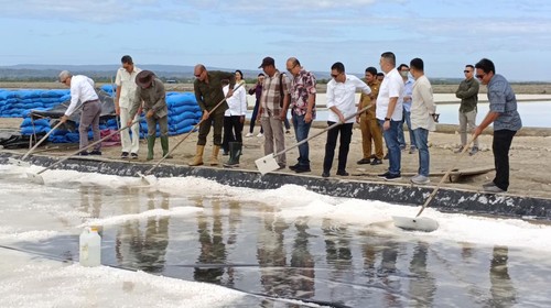 Gubernur NTT Viktor Bungtilu Laiskodat saat panen garam di Teluk Kupang, Kabupaten Kupang, NTT, Senin (14/8/2023).