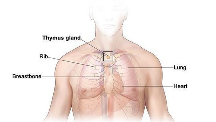 Organ yang satu ini sering dianggap tidak penting dan tak jarang berakhir diangkat oleh dokter. Ternyata, dia berpotensi melawan kanker.