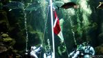 Kemeriahan Sea World Ancol Jelang HUT RI