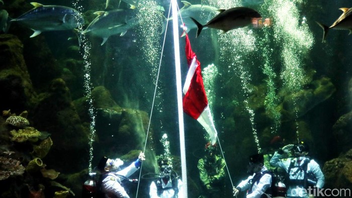 Kemeriahan Sea World Ancol Jelang HUT RI