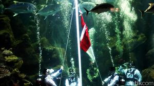 Kemeriahan Sea World Ancol Jelang HUT RI