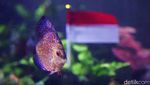 Kemeriahan Sea World Ancol Jelang HUT RI