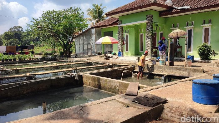 Peternakan ikan di wilayah Ciamis.