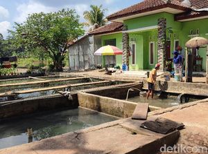 Tantangan Peternak Ikan Ciamis di Tengah Musim Kemarau Panjang