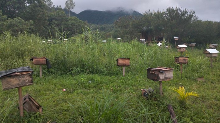 Suasana desa dan hutan Desa Damaran Baru
