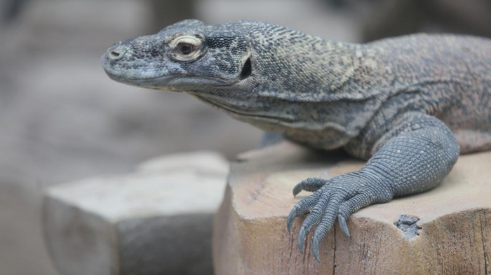 Taman Safari lepasliarkan 6 ekor komodo