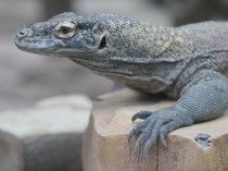 Populasi Komodo Betina di Indonesia Mulai Turun