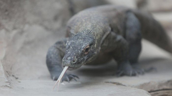 Taman Safari lepasliarkan 6 ekor komodo