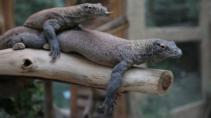 Taman Safari lepasliarkan 6 ekor komodo